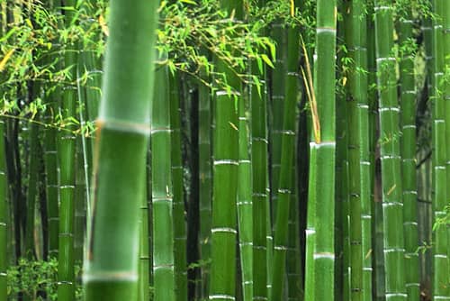 Bambus Pflanze Grasart